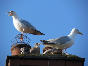 gulls.